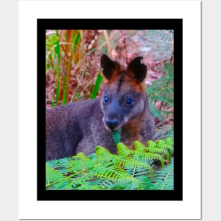 The Swamp Wallaby ! Posters and Art